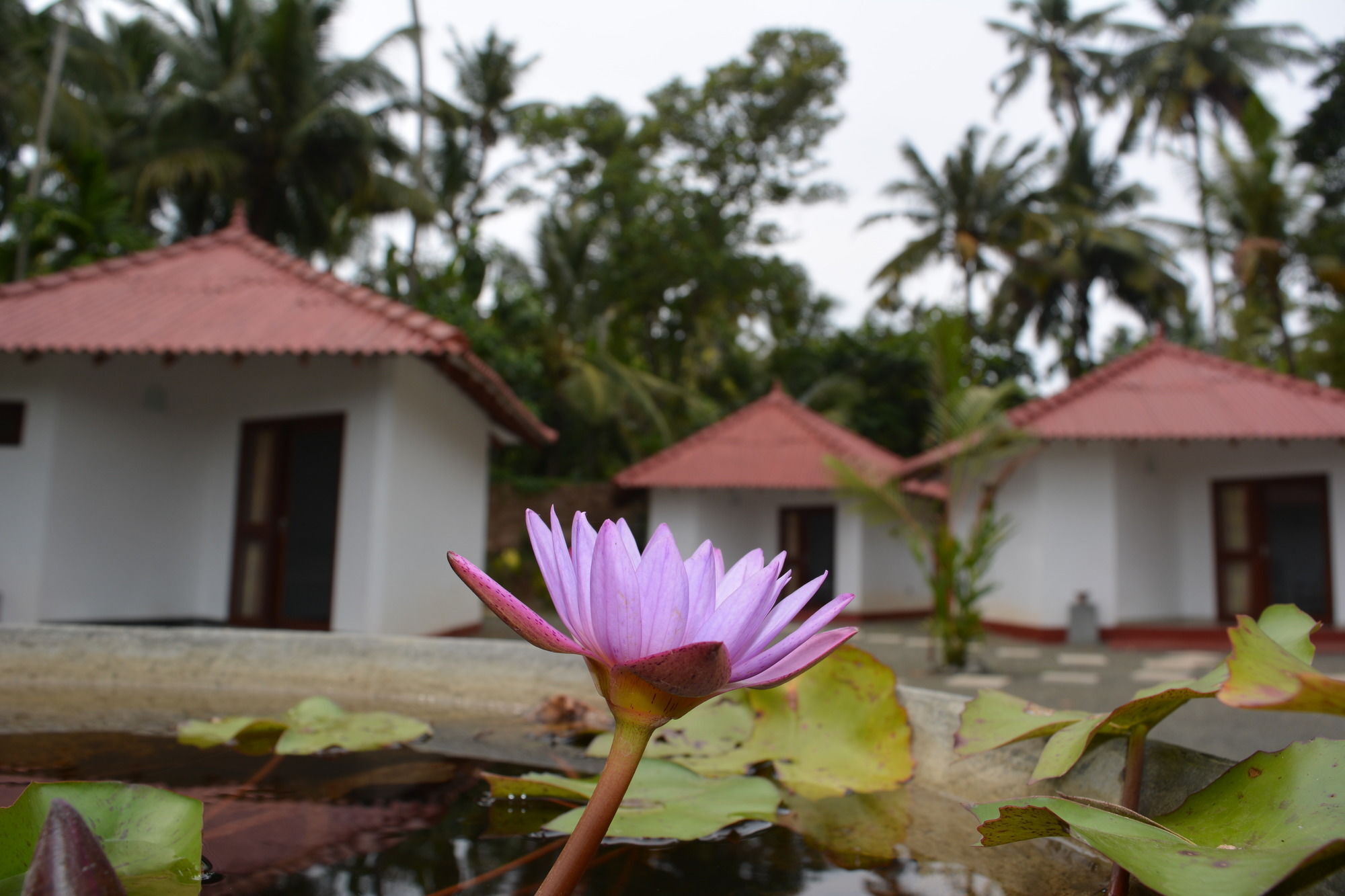 Blue Whale Lagoon Resort Ахангама Экстерьер фото